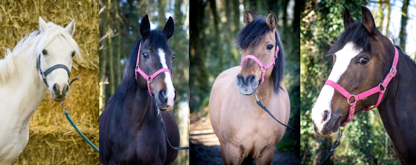 bg-horses.jpg